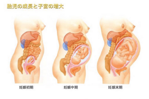 妊娠中の妊婦の内臓位置の変化