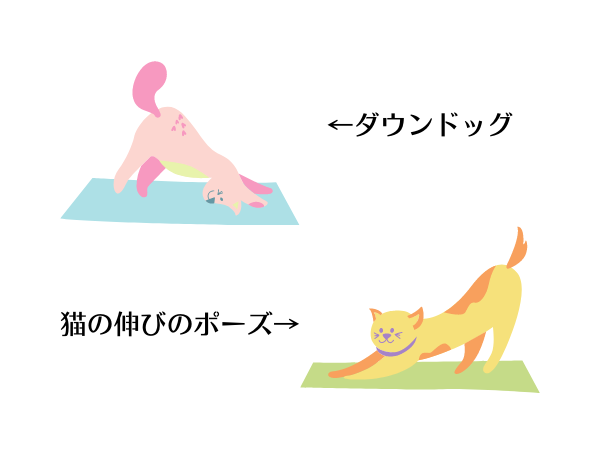 ヨガのダウンドッグとねこの伸びのポーズ